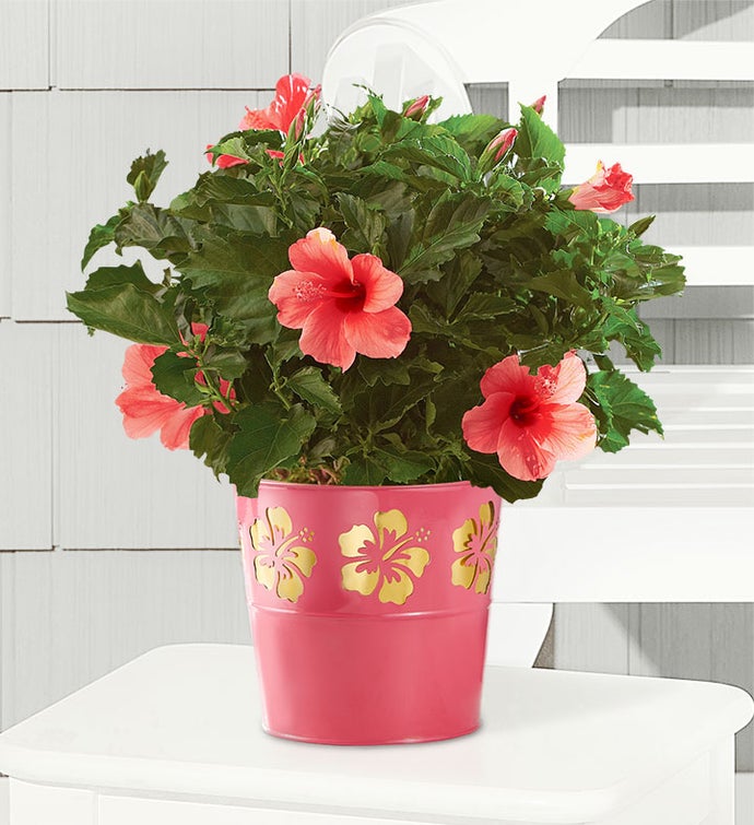 Tropical Pink Hibiscus